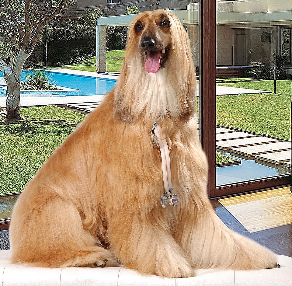 Lévrier afghan — photo de la race de chien originaire de Afghanistan (5)