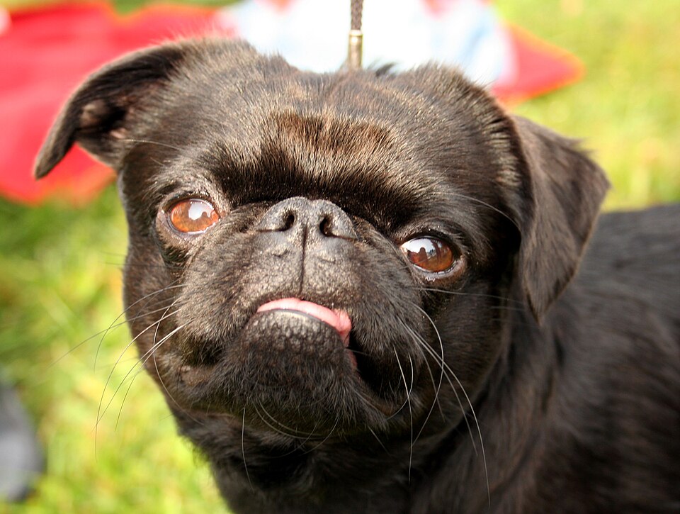 Petit brabançon — photo de la race de chien originaire de Belgique (4)