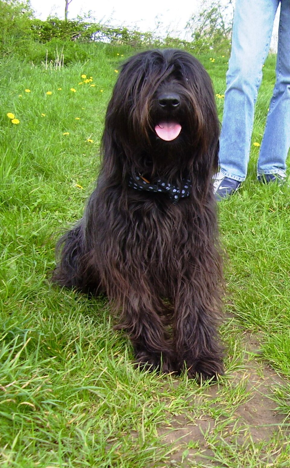 Berger catalan — photo de la race de chien originaire de Catalogne (2)