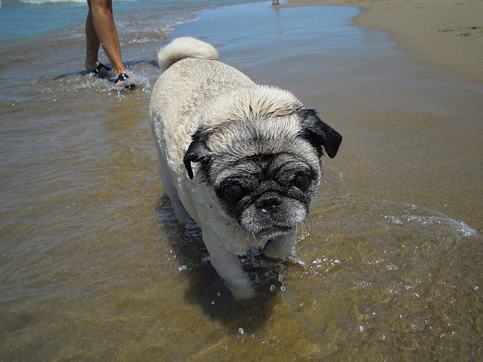 Carlin ou Pug — photo de la race de chien originaire de Chine (3)