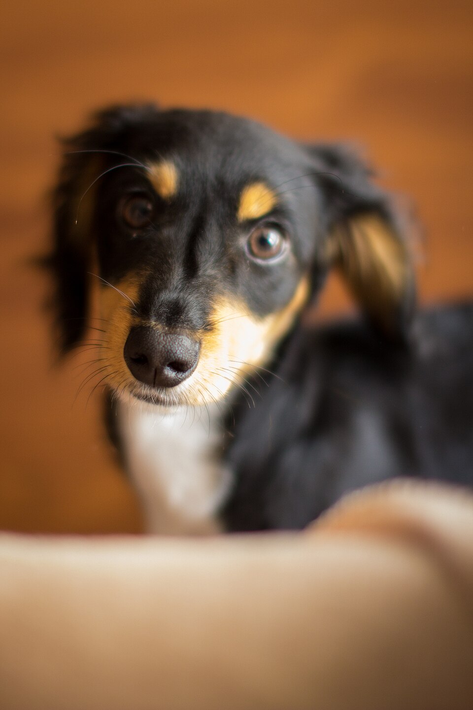 Teckel — photo de la race de chien originaire de Allemagne (1)