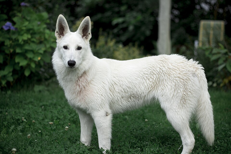 Berger blanc suisse — photo de la race de chien originaire de Suisse (1)
