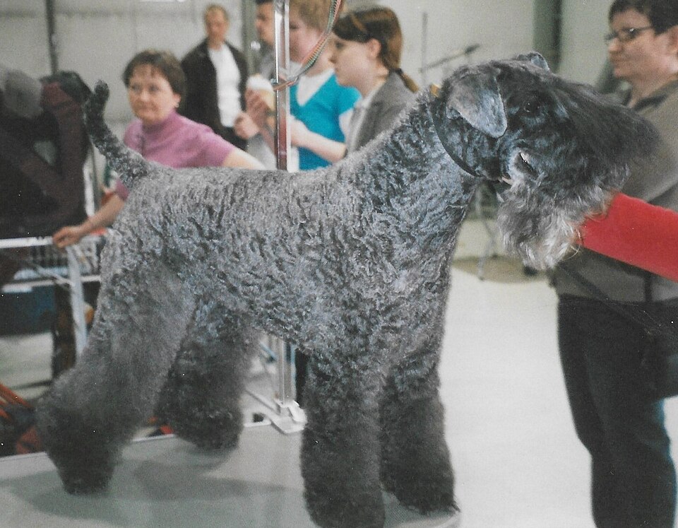 Kerry Blue Terrier — photo de la race de chien originaire de Irlande (2)