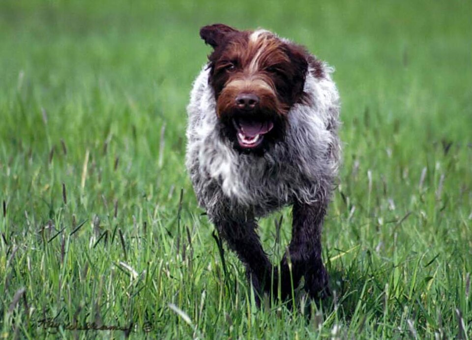 Griffon Korthals — photo de la race de chien originaire de France (5)