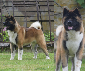 Akita américain