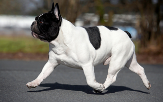 Bouledogue français