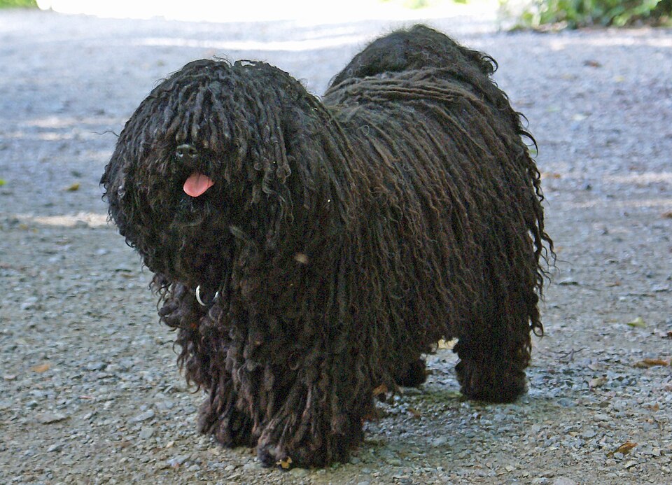 Puli — photo de la race de chien originaire de Hongrie (5)