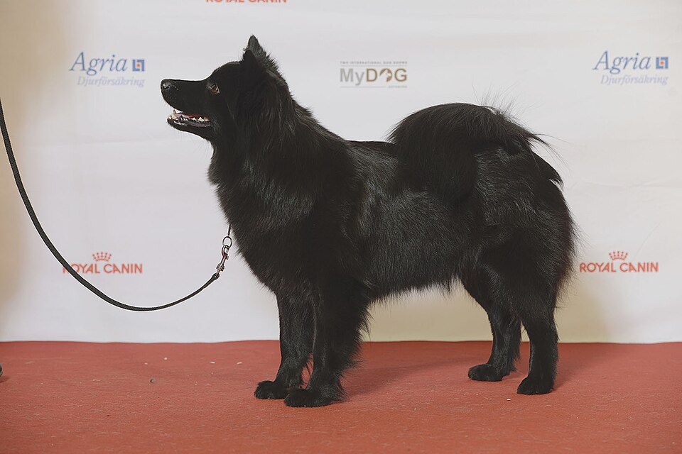 Chien suédois de Laponie — photo de la race de chien originaire de Suède (3)