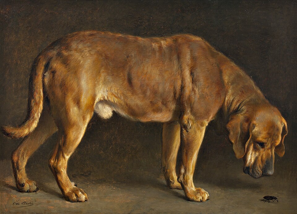 Broholmer — photo de la race de chien originaire de Danemark (3)
