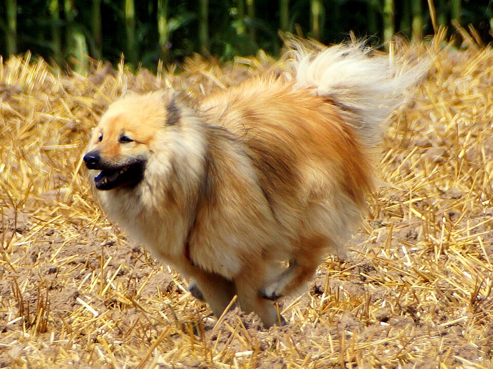 Eurasier — photo de la race de chien originaire de Allemagne (3)