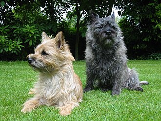 Cairn terrier