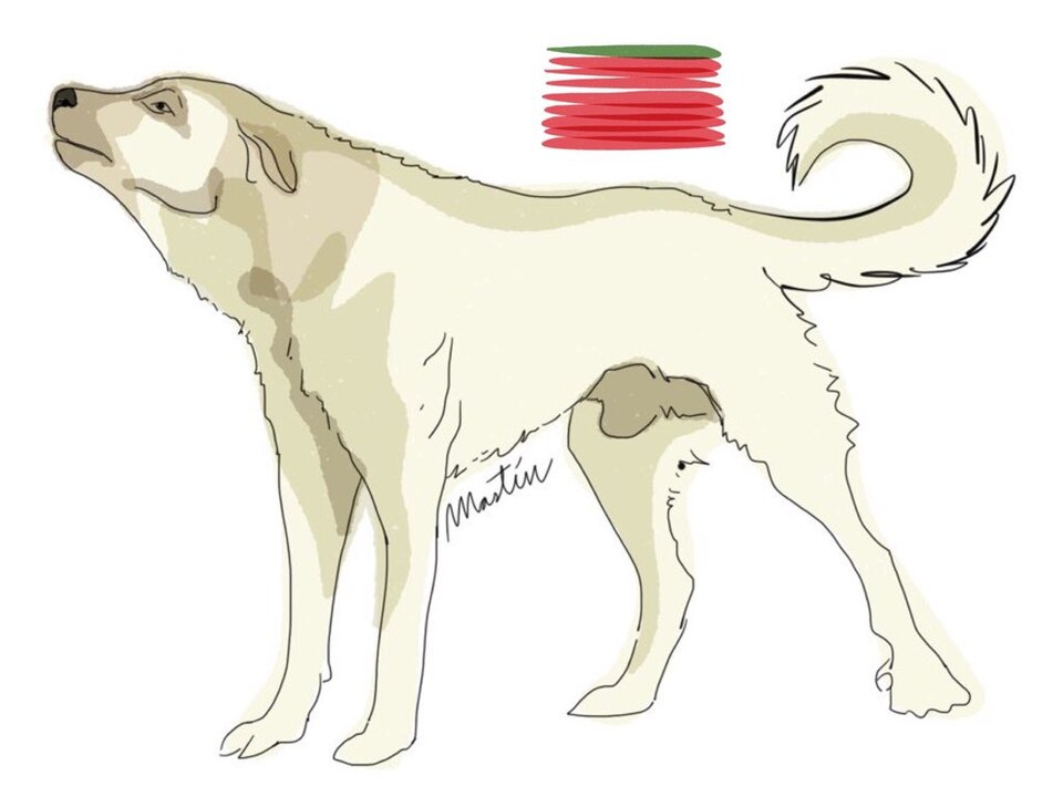 Mâtin espagnol — photo de la race de chien originaire de Espagne (4)
