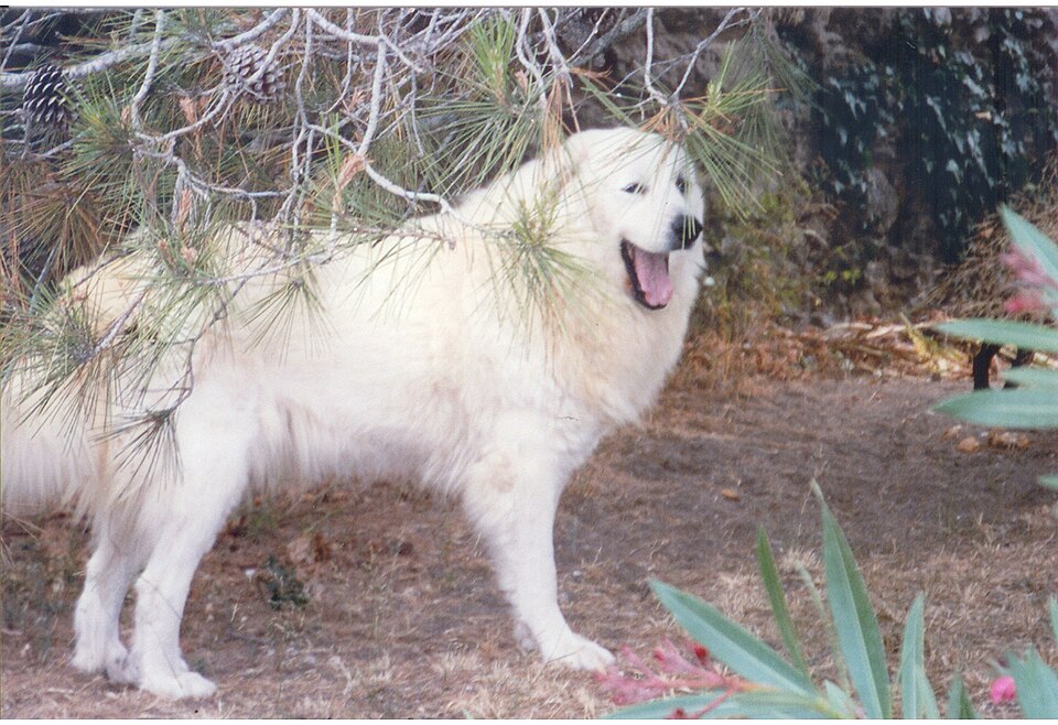 Chien de montagne des Pyrénées — photo de la race de chien originaire de Espagne (1)