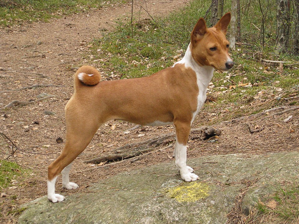 Basenji — photo de la race de chien originaire de République démocratique du Congo (6)