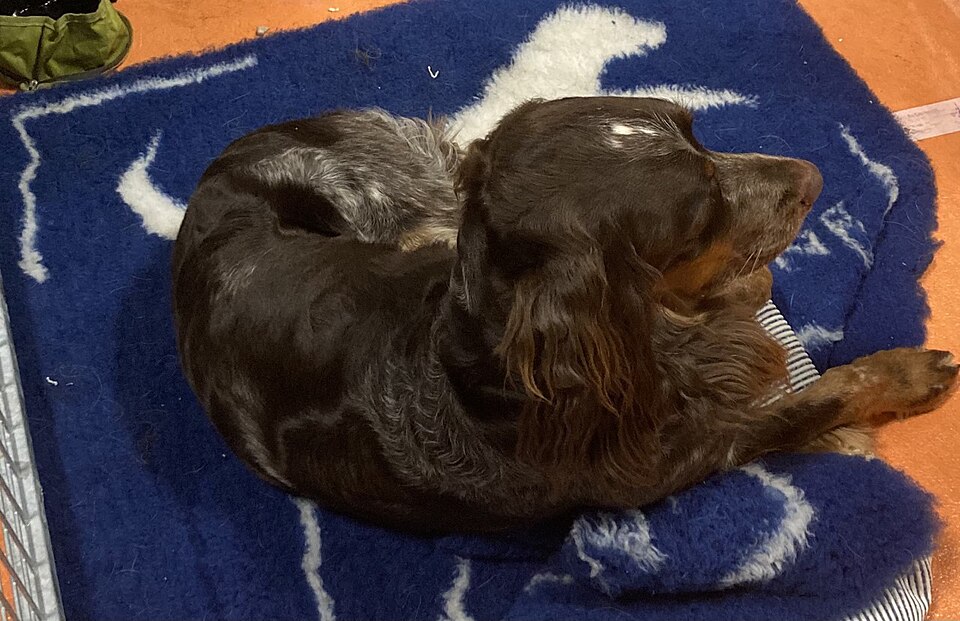 Epagneul picard — photo de la race de chien originaire de France (2)