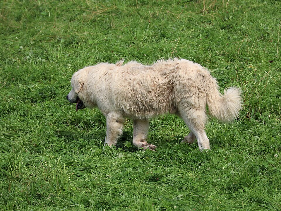 Berger polonais de Podhale — photo de la race de chien originaire de Pologne (4)