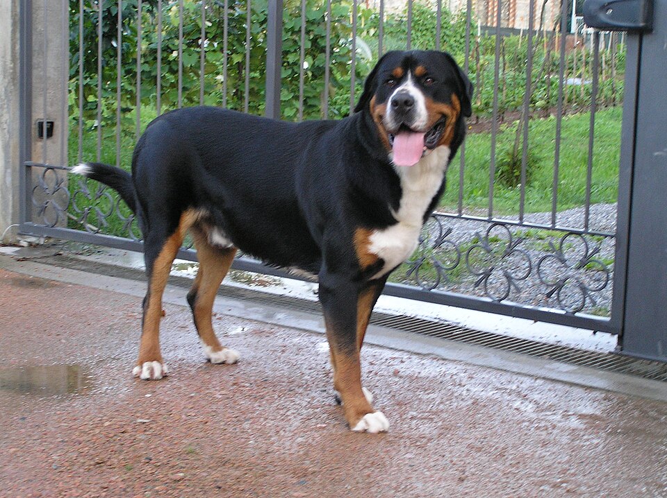 Grand bouvier suisse — photo de la race de chien originaire de Suisse (3)
