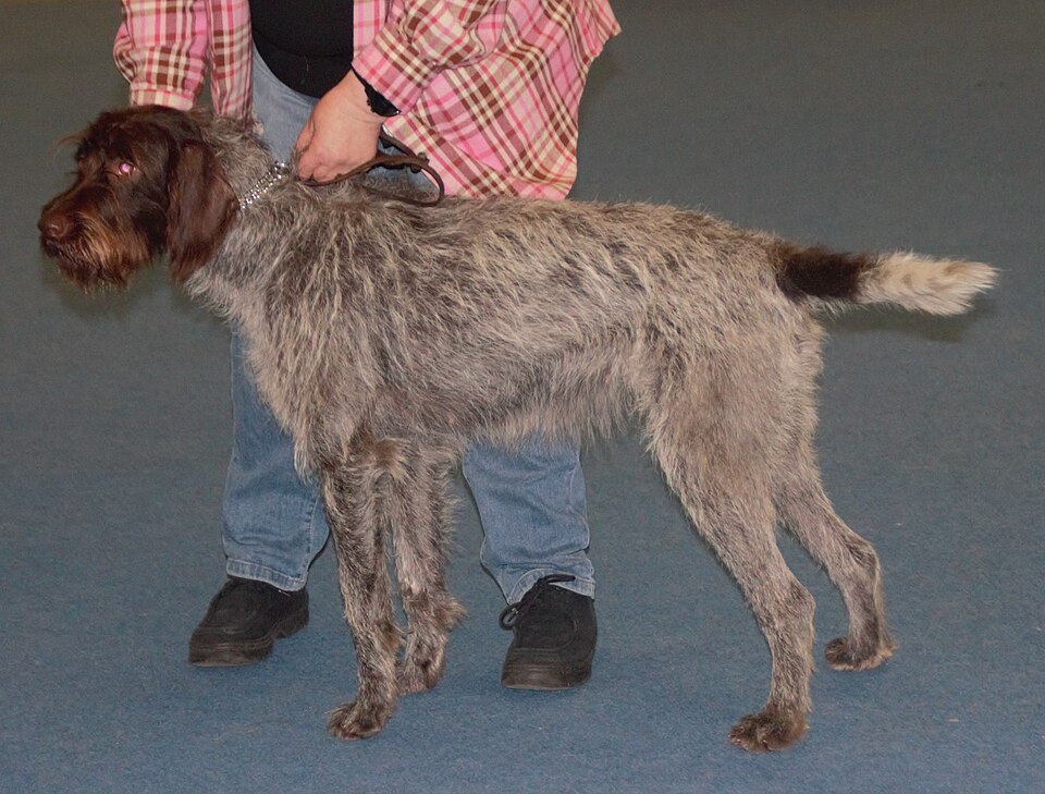 Barbu tchèque — photo de la race de chien originaire de Tchéquie (3)