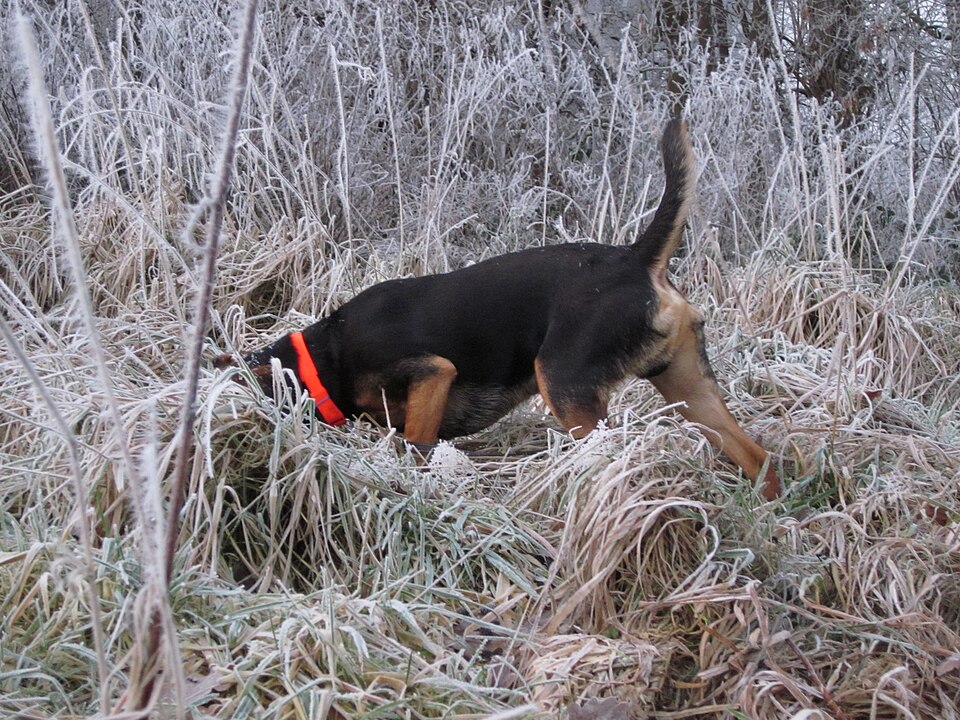 Brachet autrichien — photo de la race de chien originaire de Autriche (6)