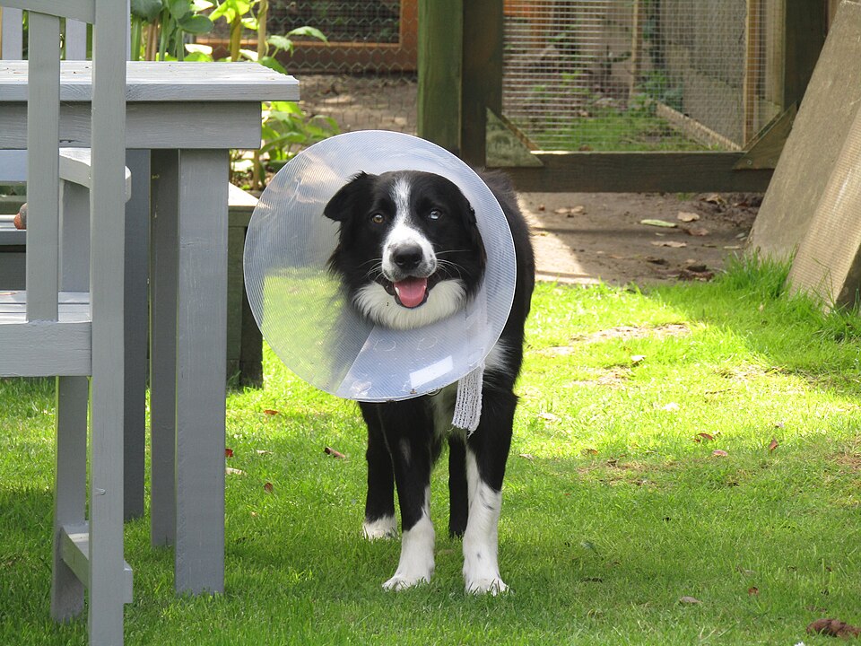 Border collie — photo de la race de chien originaire de Royaume-Uni (6)