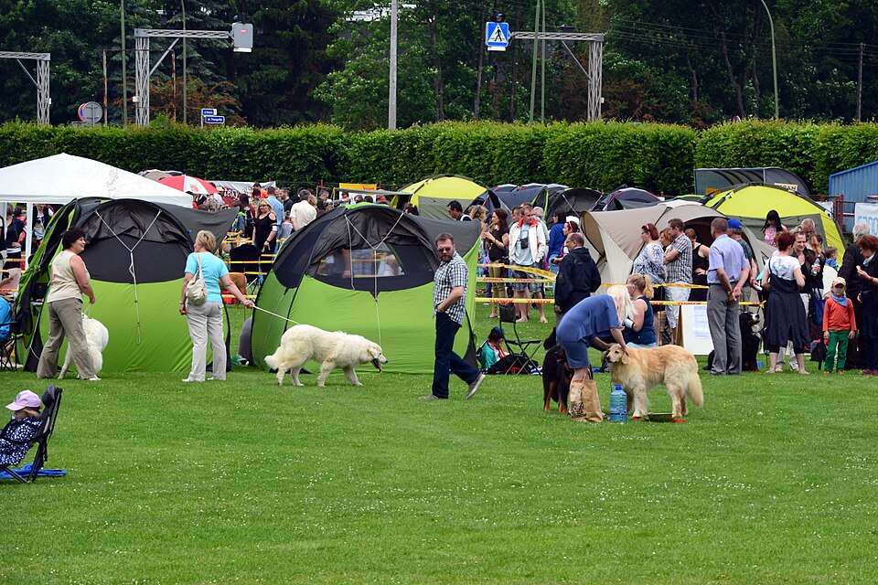 Bouvier bernois — photo de la race de chien originaire de Suisse (1)