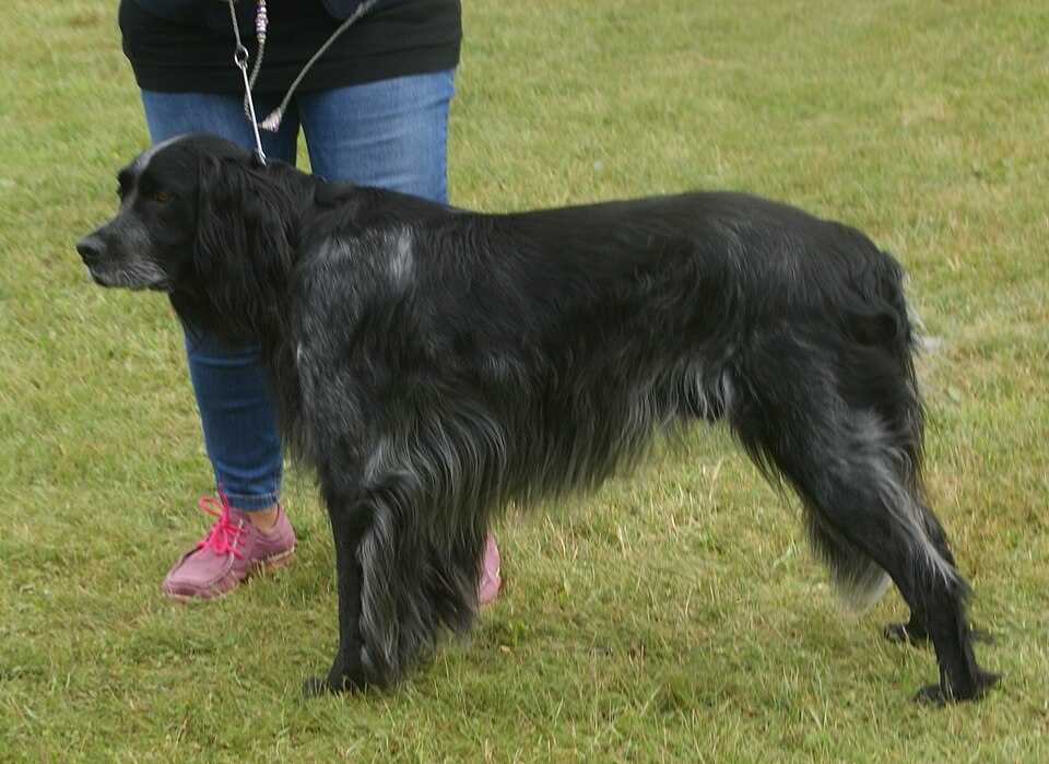 Epagneul bleu de Picardie — photo de la race de chien originaire de France (5)