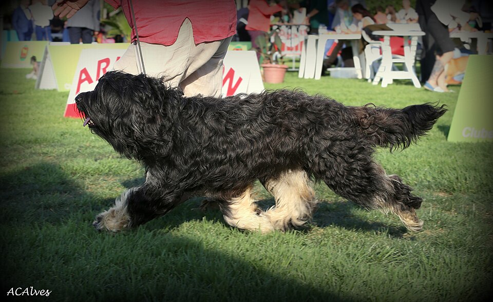 Berger portugais — photo de la race de chien originaire de Portugal (1)