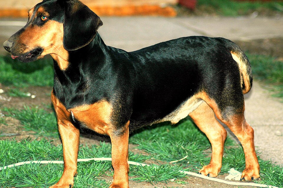 Chien courant slovaque — photo de la race de chien originaire de Slovaquie (3)