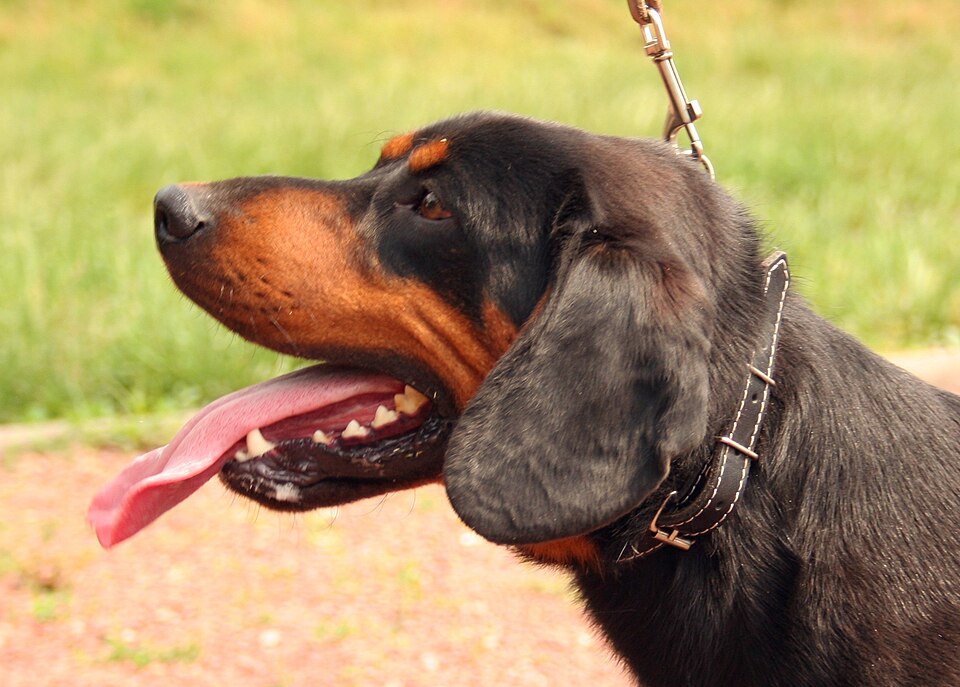 Chien courant slovaque — photo de la race de chien originaire de Slovaquie (5)