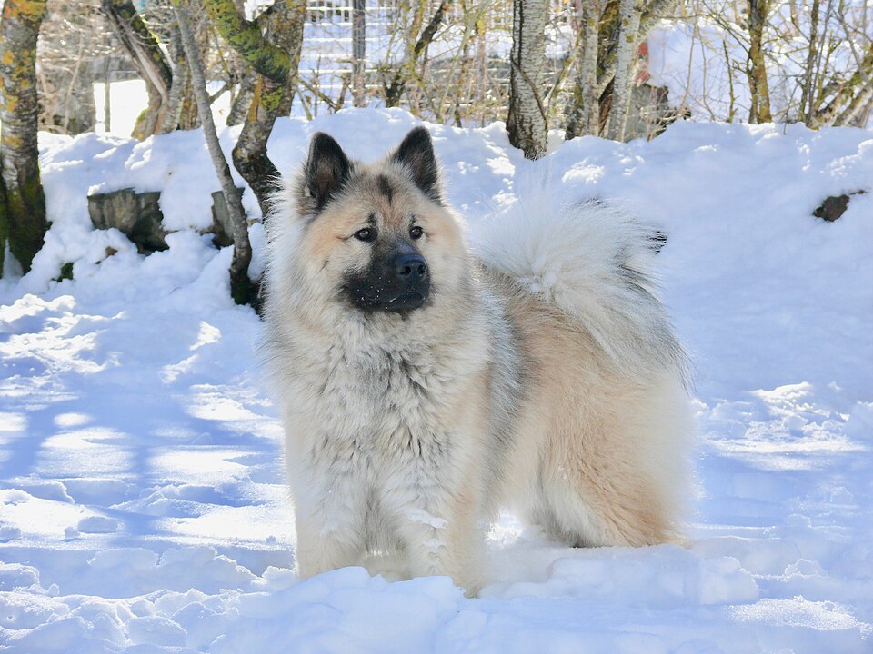 Eurasier — photo de la race de chien originaire de Allemagne (2)