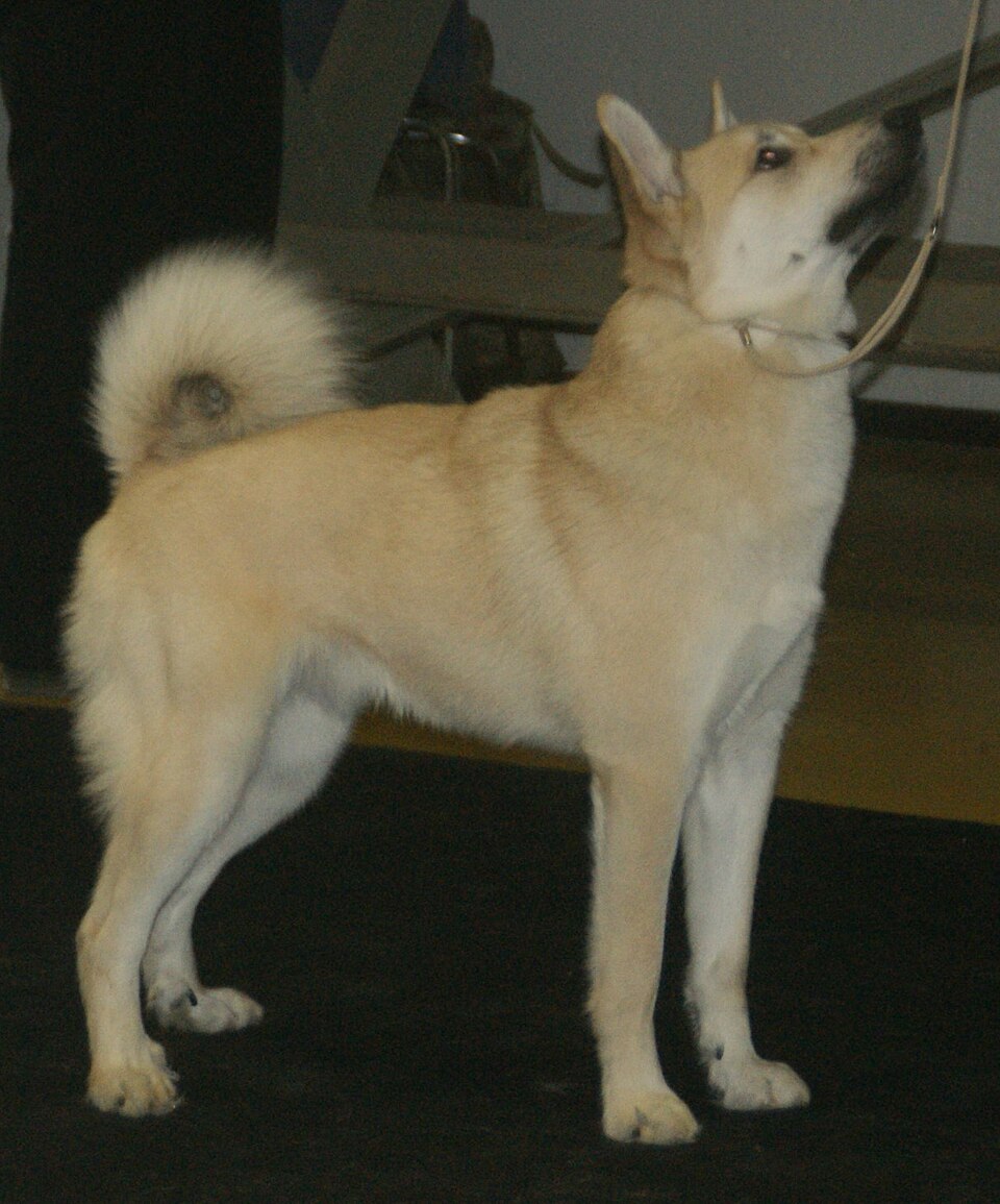 Buhund norvégien — photo de la race de chien originaire de Norvège (4)