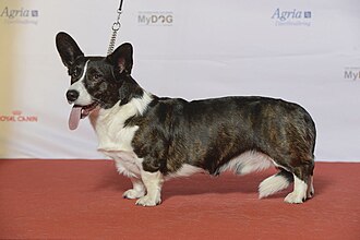Welsh Corgi
