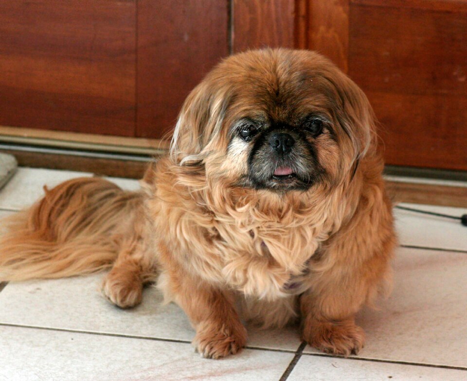 Pékinois — photo de la race de chien originaire de République populaire de Chine (3)