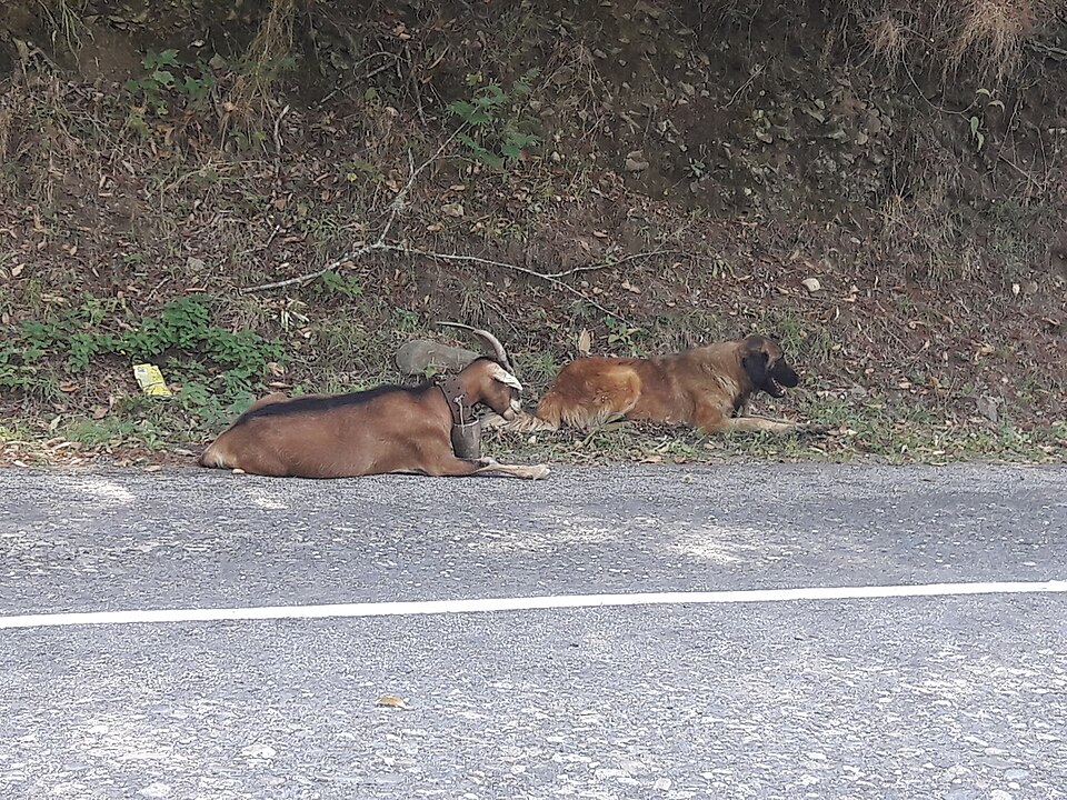 Chien de montagne portugais — photo de la race de chien originaire de Portugal (1)