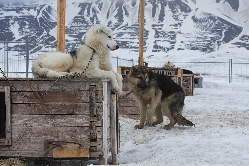 Chien du Groenland — photo de la race de chien originaire de Groenland (5)