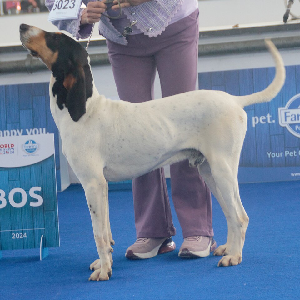 Ariégeois — photo de la race de chien originaire de France (6)