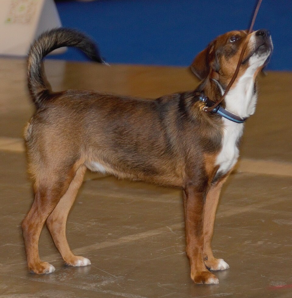 Pinscher autrichien à poil court — photo de la race de chien originaire de Autriche (6)