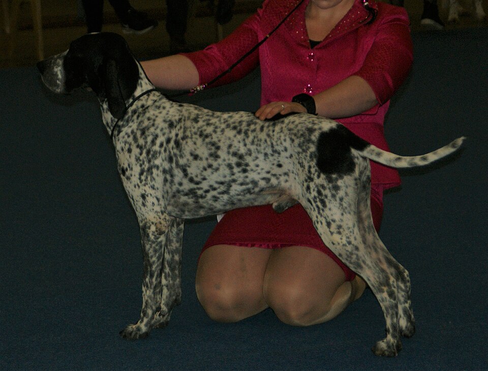 Braque d’Auvergne — photo de la race de chien originaire de France (3)