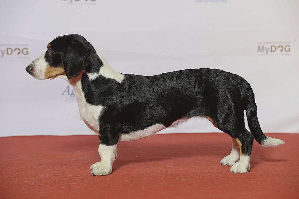 Drever — photo de la race de chien originaire de Suède (6)