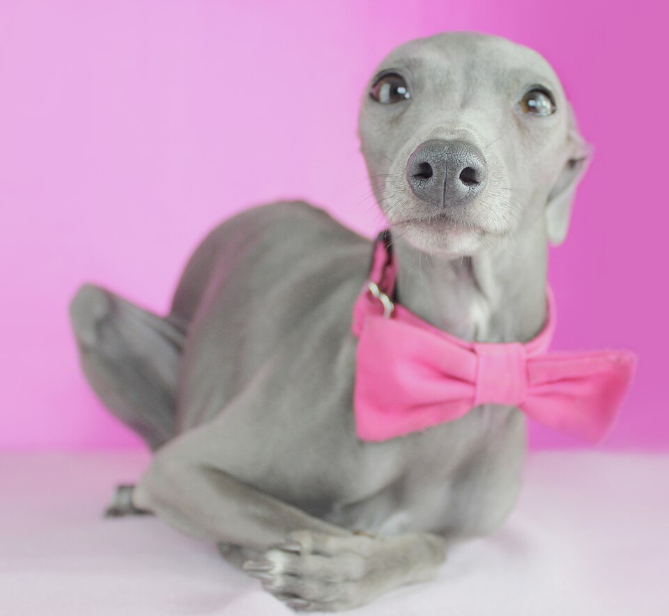 Petit Lévrier italien — photo de la race de chien originaire de Italie (2)