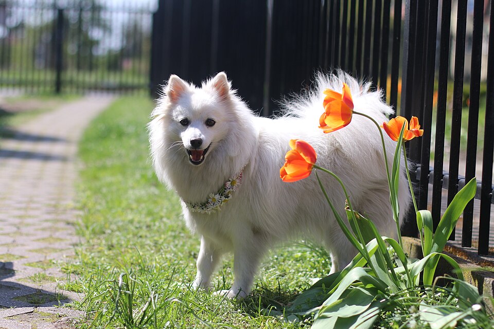 Spitz japonais — photo de la race de chien originaire de Japon (1)