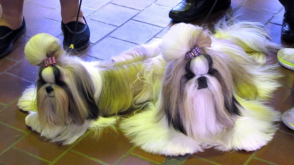Shih Tzu — photo de la race de chien originaire de République populaire de Chine (4)