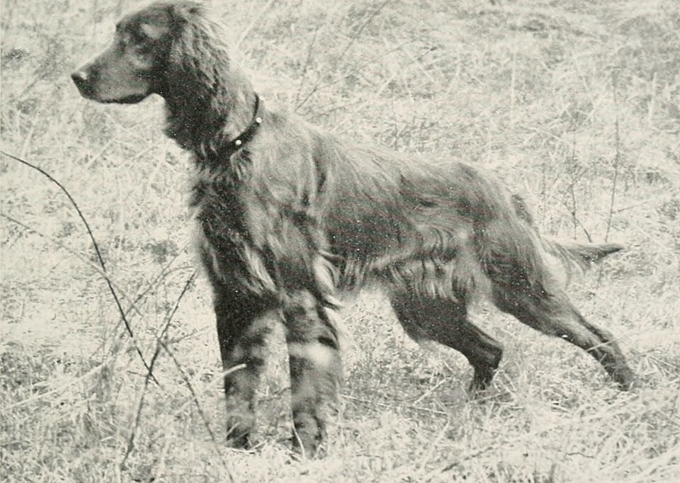 Setter irlandais — photo de la race de chien originaire de Irlande (3)