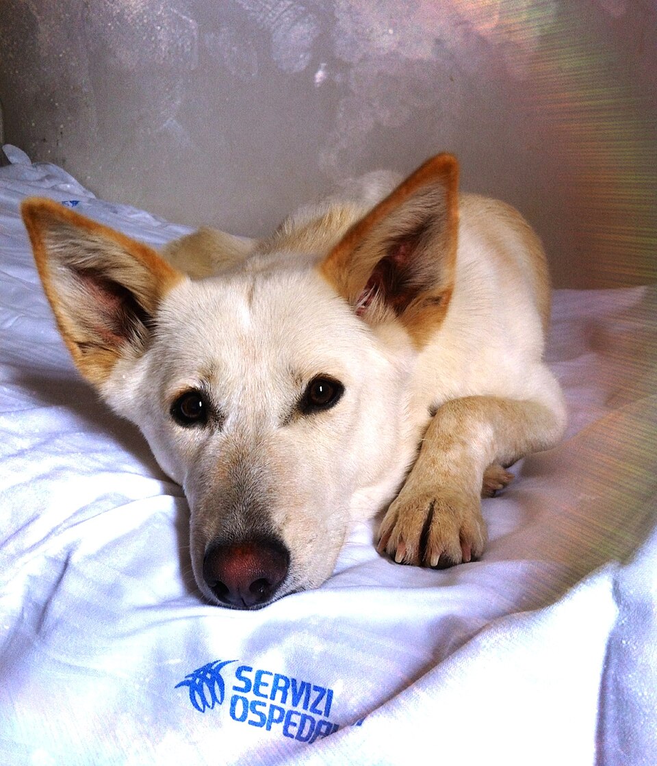 Chien de Canaan — photo de la race de chien originaire de Palestine (3)