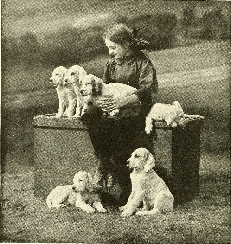 Setter anglais — photo de la race de chien originaire de Angleterre (4)