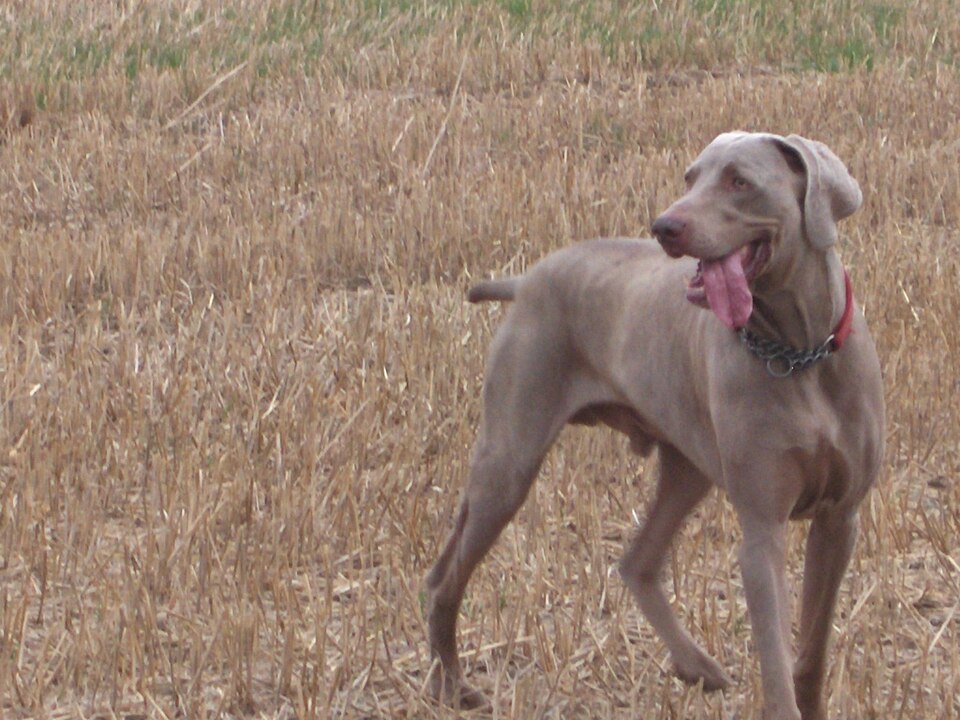 Braque de Weimar — photo de la race de chien originaire de Allemagne (6)