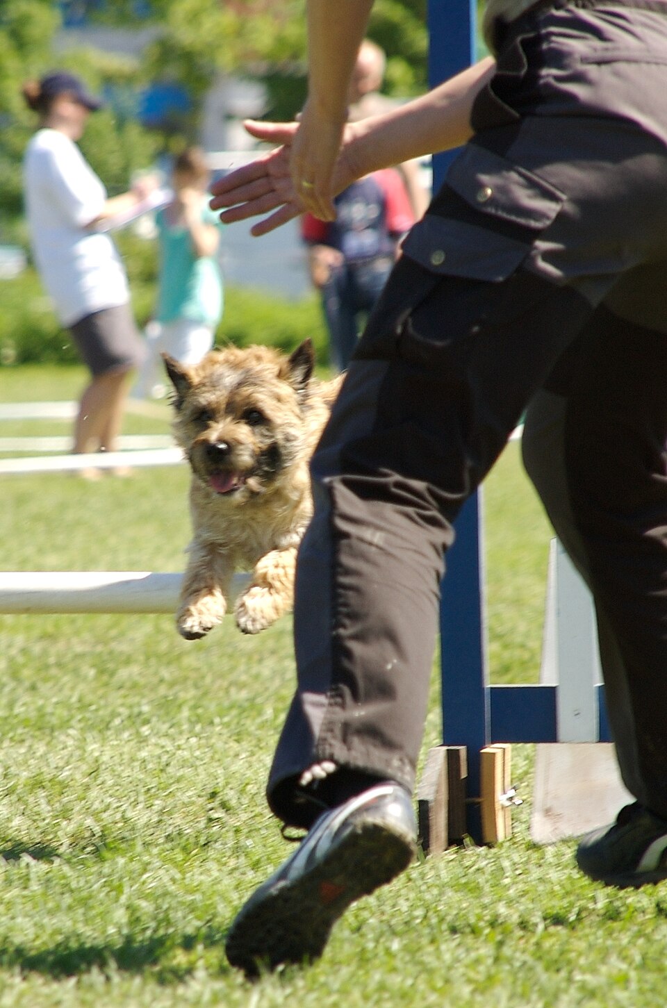Cairn terrier — photo de la race de chien originaire de Écosse (5)