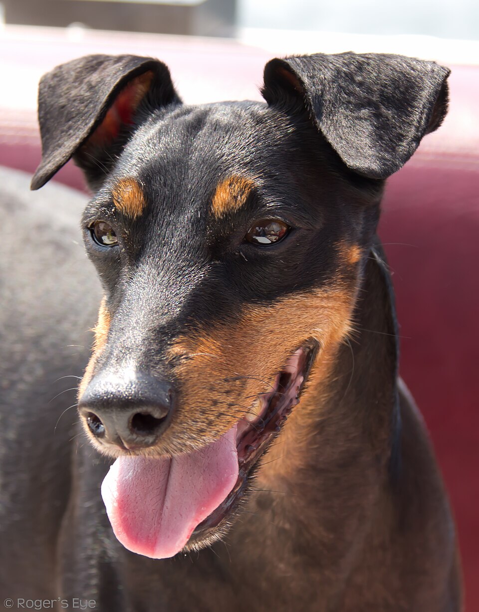 Manchester terrier — photo de la race de chien originaire de Angleterre (1)