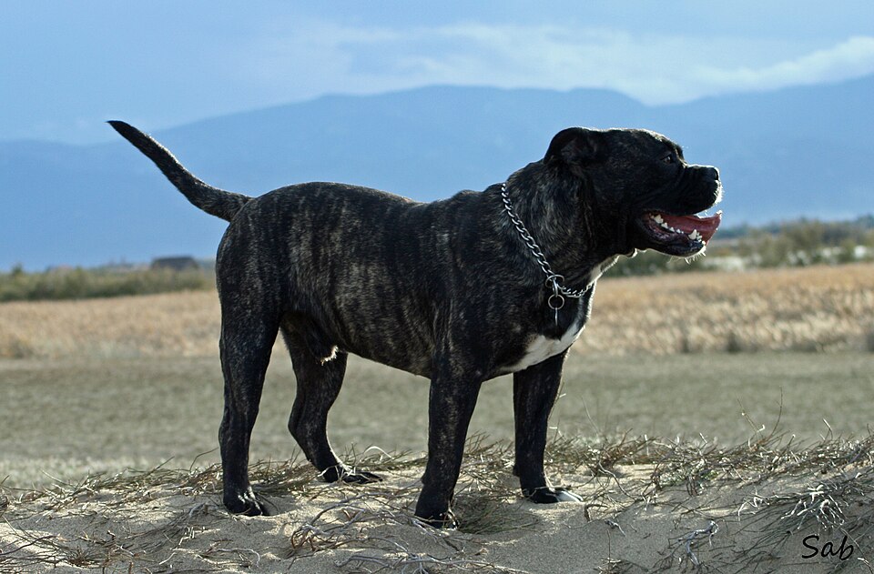 Dogue de Majorque — photo de la race de chien originaire de Majorque, Espagne (1)
