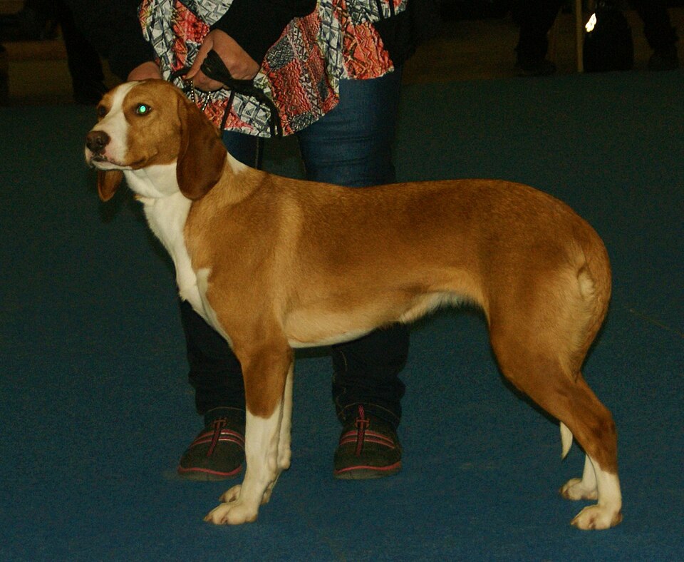 Chien courant de Posavatz — photo de la race de chien originaire de Croatie (4)